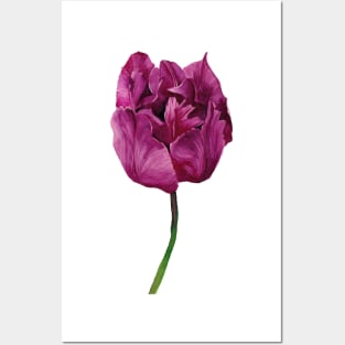 Violet Tulip Posters and Art